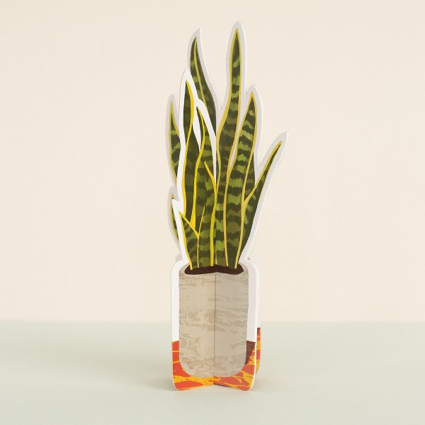 Snake Paper Plant